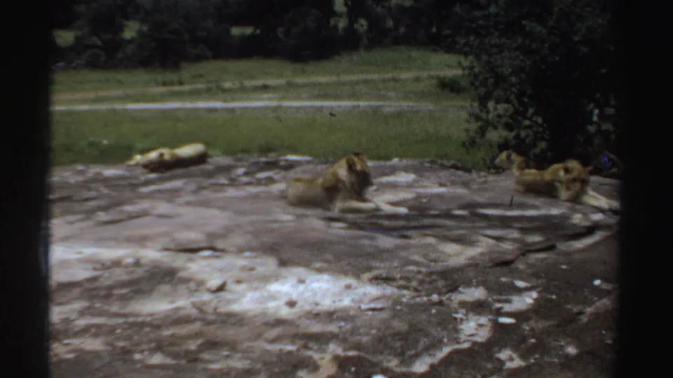 1969 Sudan 8mm frame with a central lion on pale rock and two lions farther back near the grassy, tree-lined area.