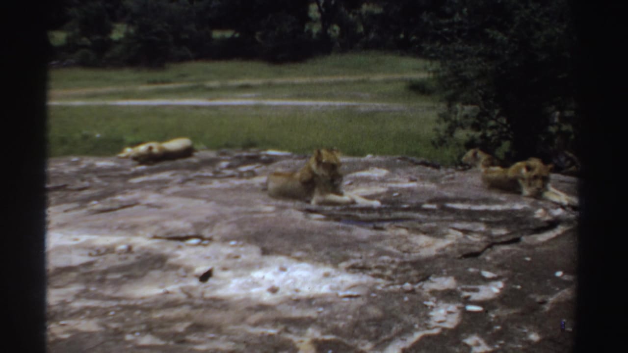 1969 Sudan 8mm frame of lions lying on a weathered rock in a grassy enclosure, viewed through dark foreground borders.