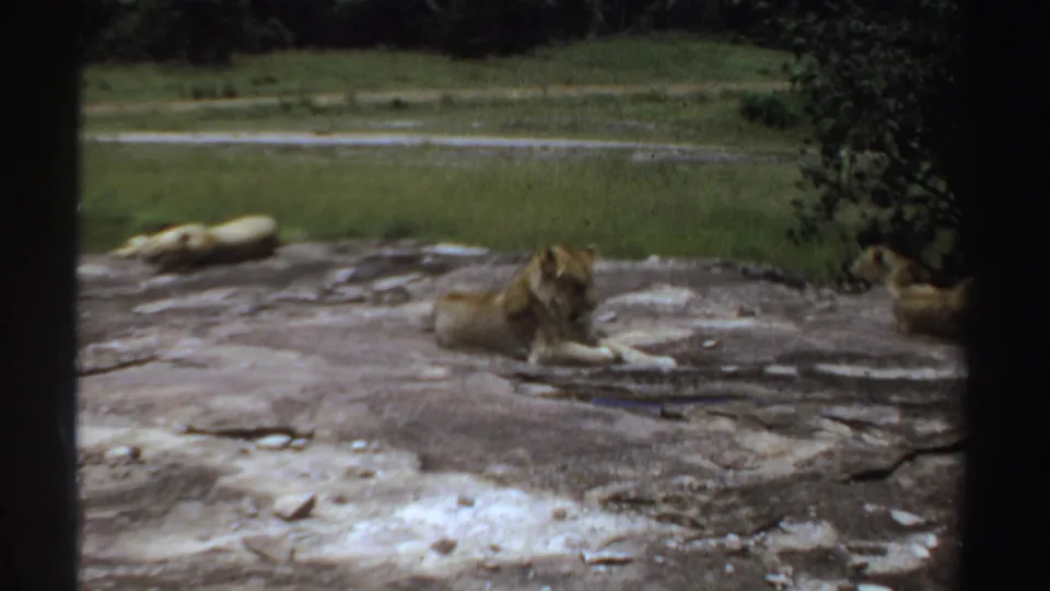 1969 Sudan home-movie frame showing one lion more clearly on the rock, with other resting lions partly visible nearby.