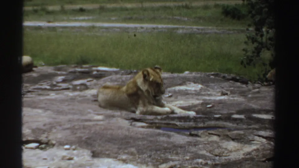 1969 Sudan 8mm frame with a lion lying low on a weathered rock, partly framed by a dark viewing barrier.