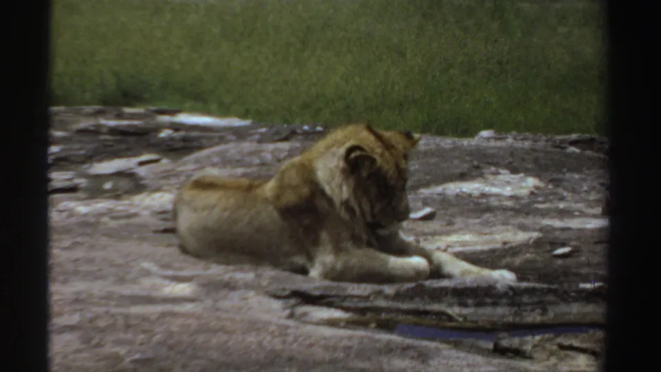 Closer 1969 Sudan 8mm view of a lion resting on a weathered rock, with grass and enclosure space behind it.
