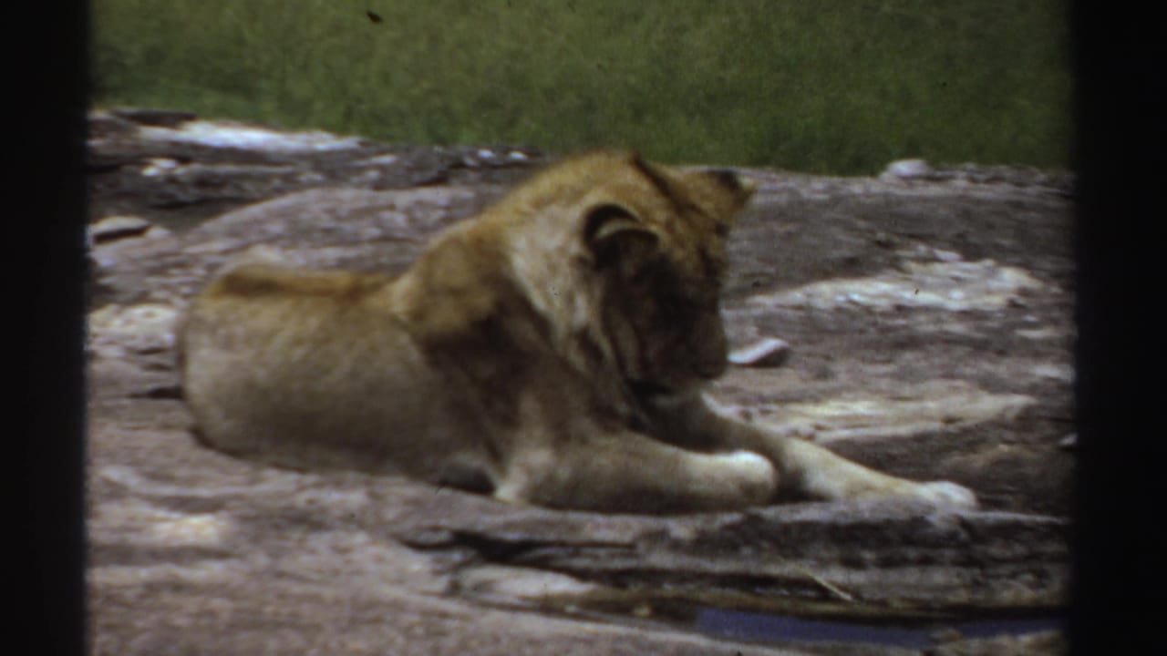 1969 Sudan 8mm frame showing a young lion resting on a weathered rock in an outdoor enclosure.