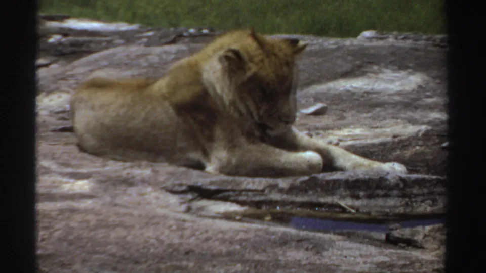 Young lion in 1969 Sudan footage lies on a rock, head angled downward in a quiet resting pose.