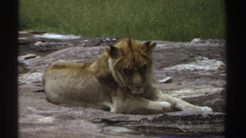 1969 Sudan 8mm frame with the young lion facing toward the camera from a resting position on the rock.
