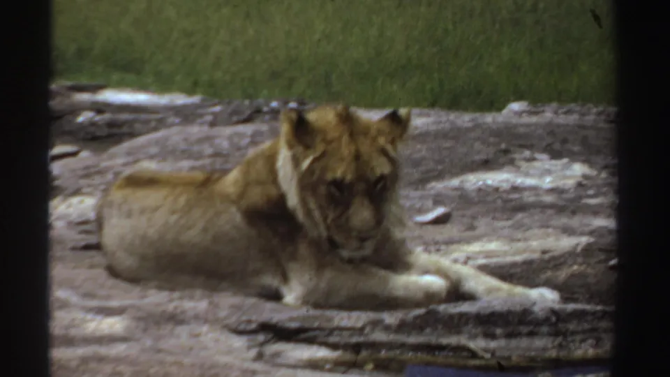 Young lion in vintage 8mm Sudan footage rests on a rock and looks toward the camera in the final frame.