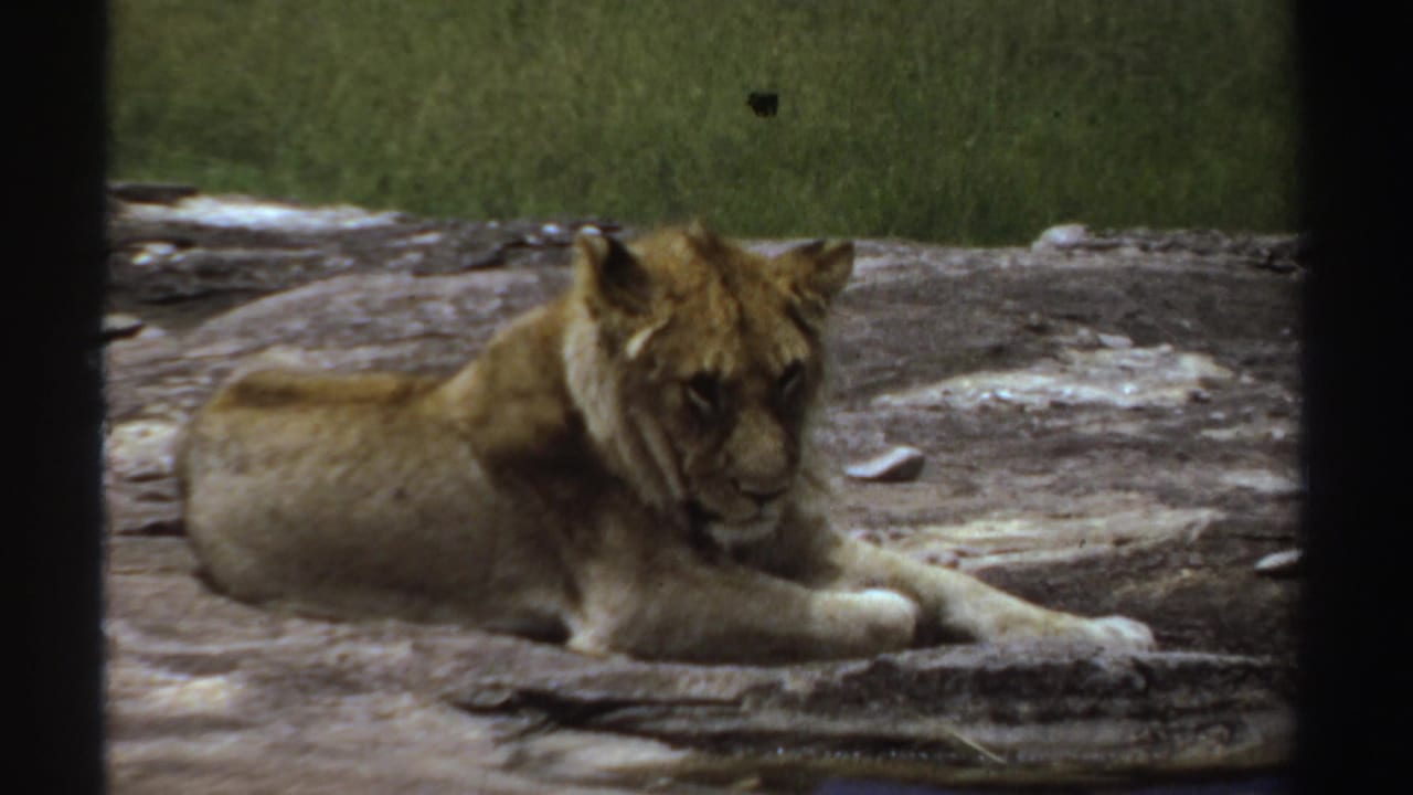 In Sudan, 1969, a young lion cub rests on a flat rock, seen through dark foreground framing on 8mm film.
