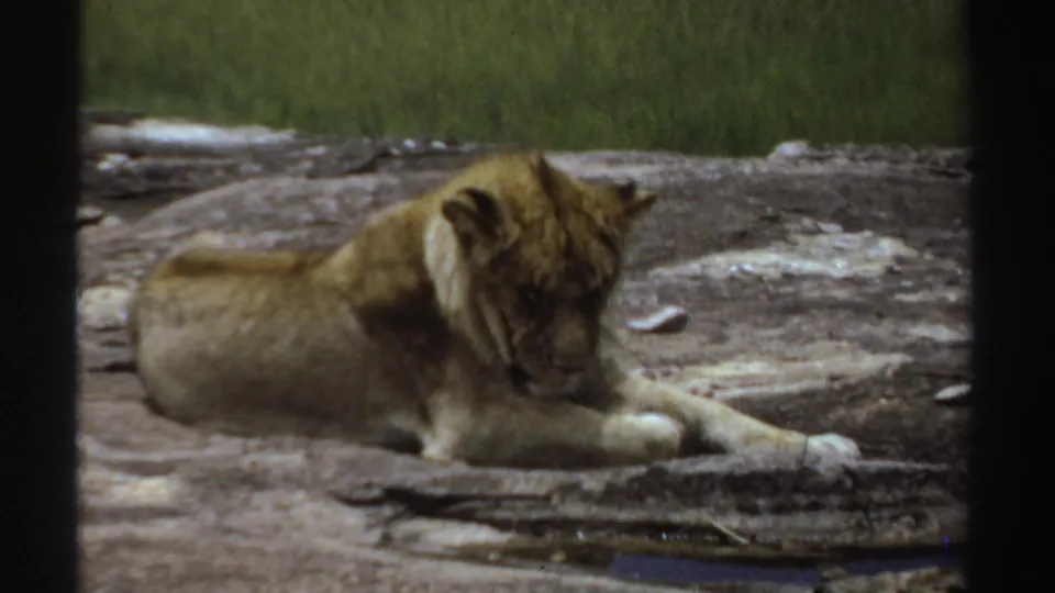 In the 1969 Sudan footage, the cub appears drowsy on the rocky surface, partly framed by dark foreground edges.