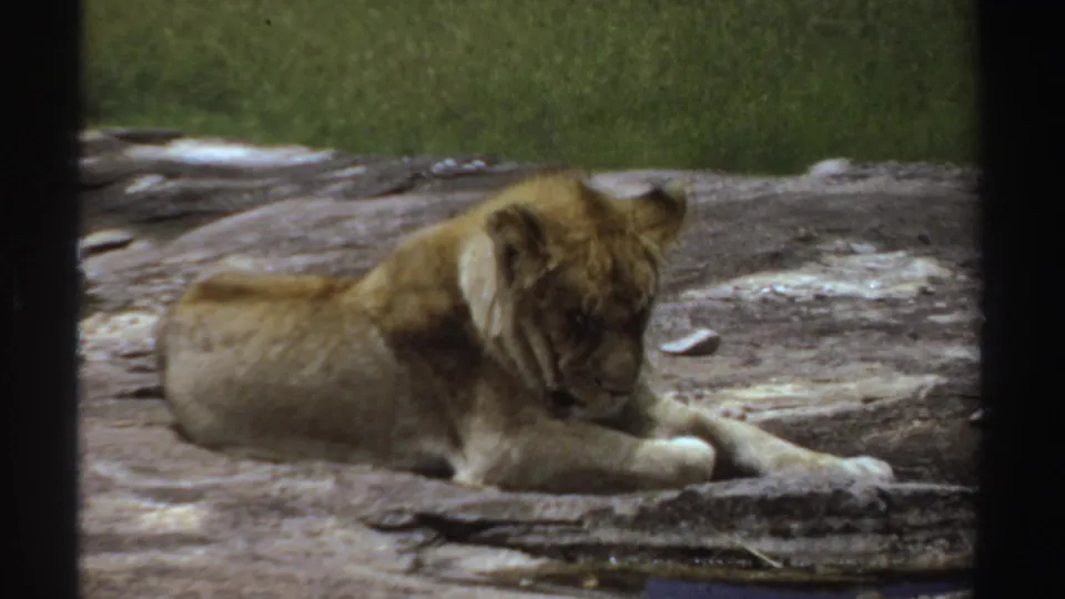 A young lion cub in Sudan, 1969, lies lengthwise on rock as its head dips toward its paws in a quiet 8mm frame.