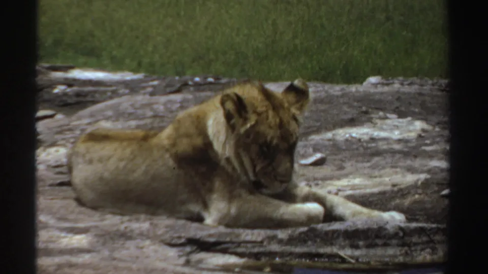 The final frame shows the 1969 Sudan lion cub with its head down on the rock, filmed through dark foreground framing.