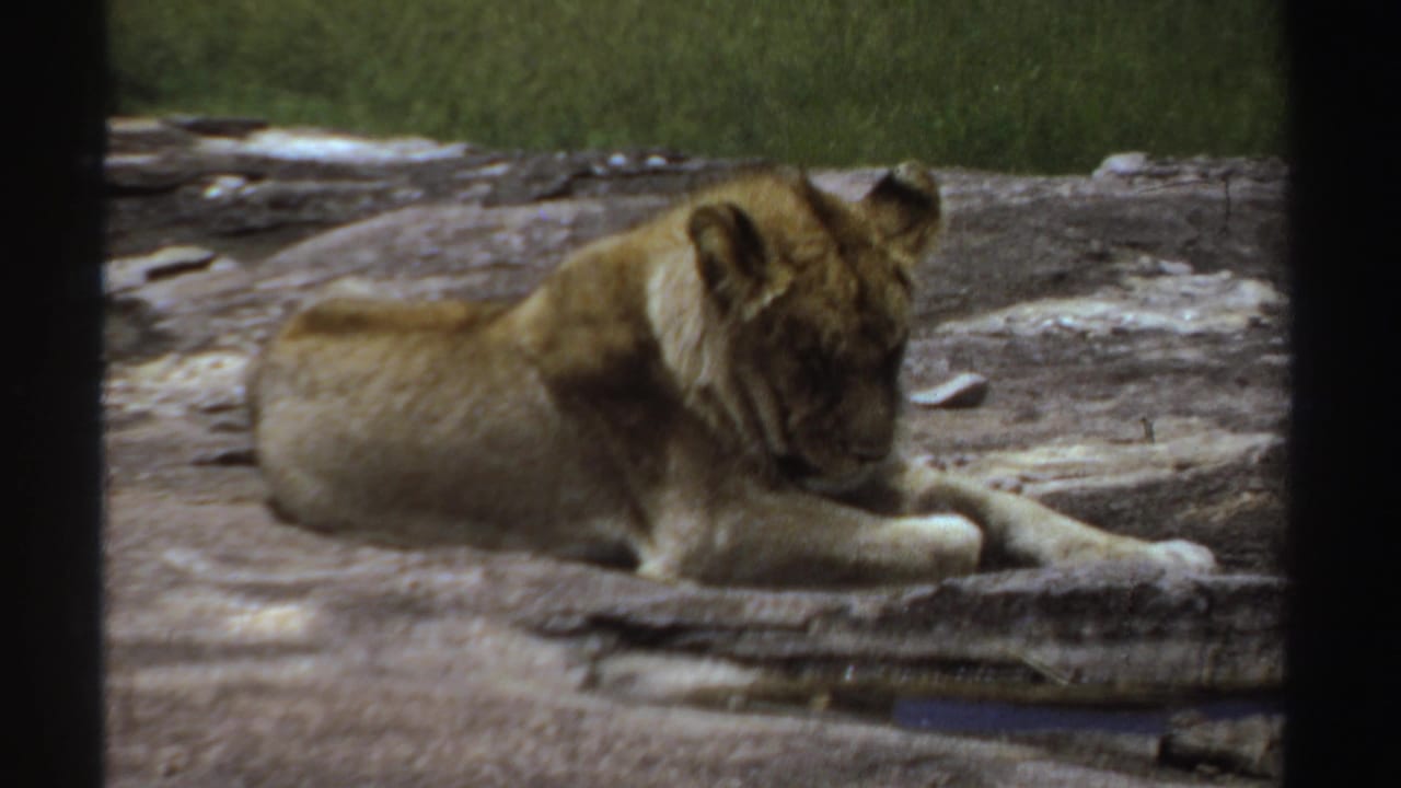 1969 Sudan 8mm frame showing a male lion lying on a rocky ledge in a zoo-style habitat.