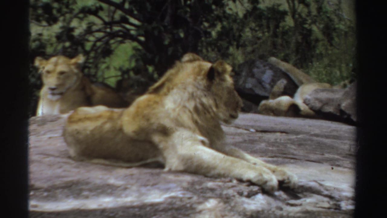 Male lion reclining on rock with a lioness visible behind him.
