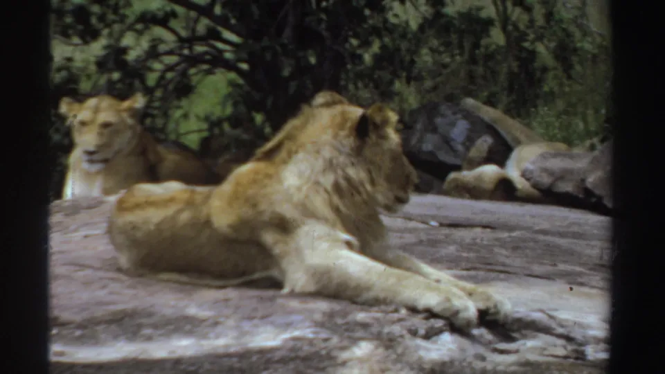 1969 Sudan 8mm frame with a male lion stretched on rock and a lioness watching from shade behind him.