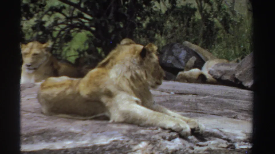 1969 Sudan 8mm frame showing the male lion from behind on rock, with the lioness partly obscured in the shaded habitat.