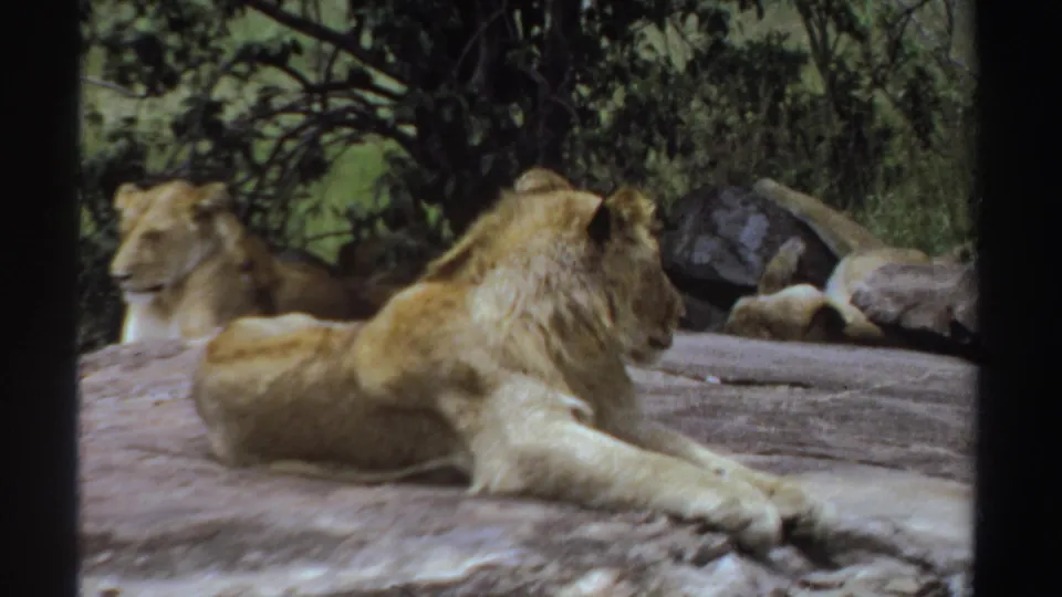 1969 Sudan 8mm frame of a male lion lying on a rock ledge in a zoo-style habitat with trees and stones behind.