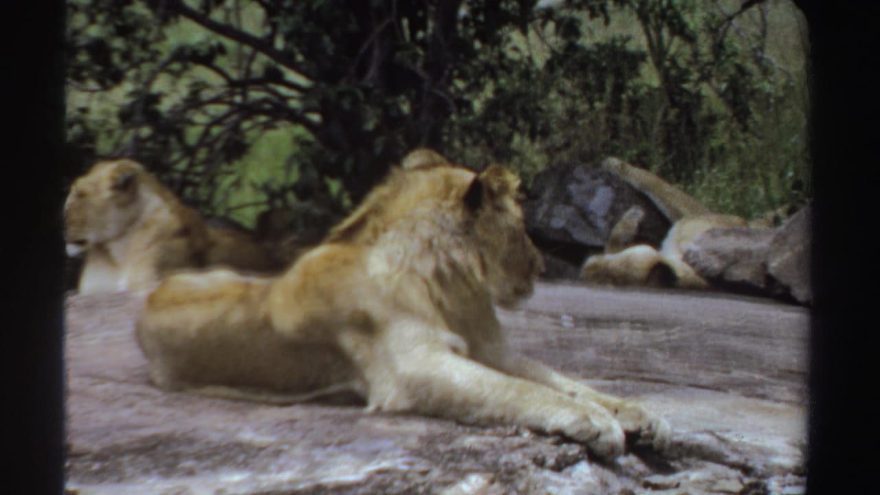 1969 Sudan 8mm frame showing a tawny male lion lying on grey rocks while a lioness rests in the background.