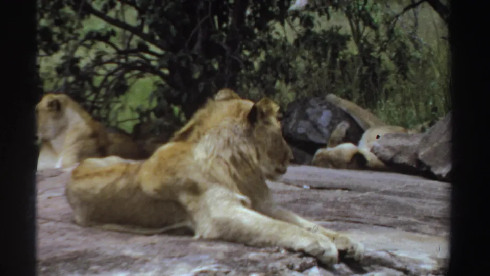 1969 Sudan wildlife frame with a male lion reclining on grey rocks and a lioness resting behind nearby foliage.