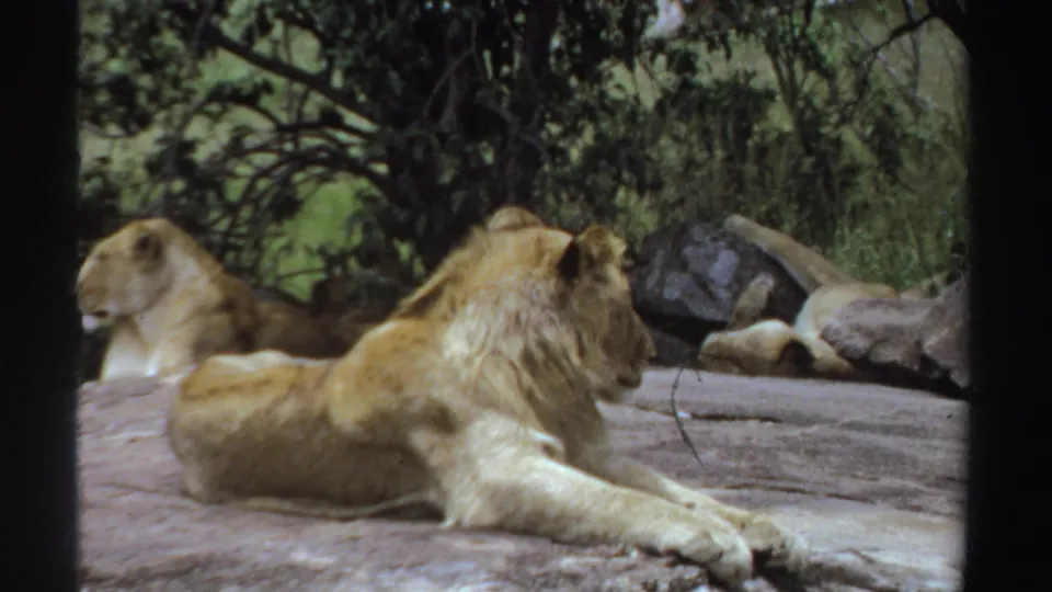 1969 Sudan 8mm frame of a male lion resting on a grey rocky surface, with a lioness and leafy vegetation behind.