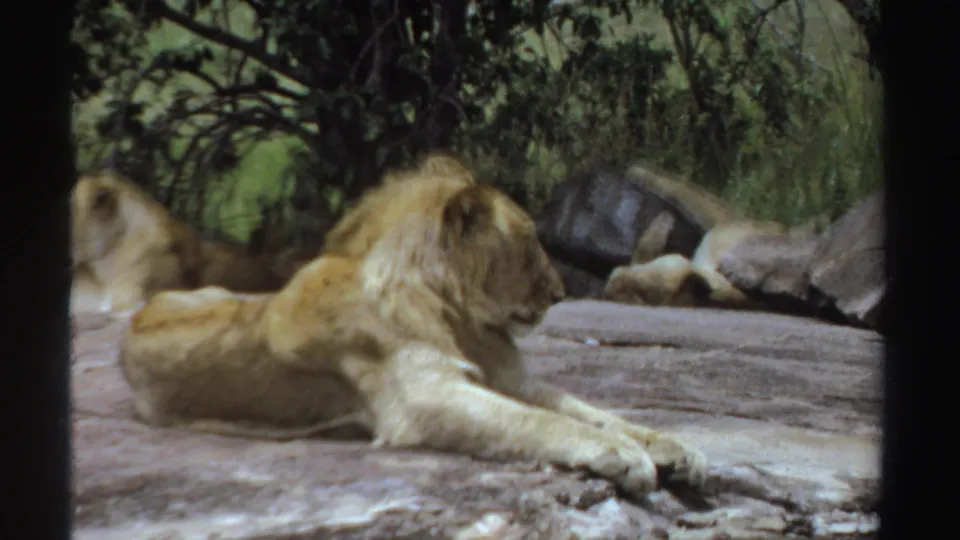 1969 Sudan home-movie frame showing a male lion stretched on grey rocks, with a lioness faintly behind and trees beyond.