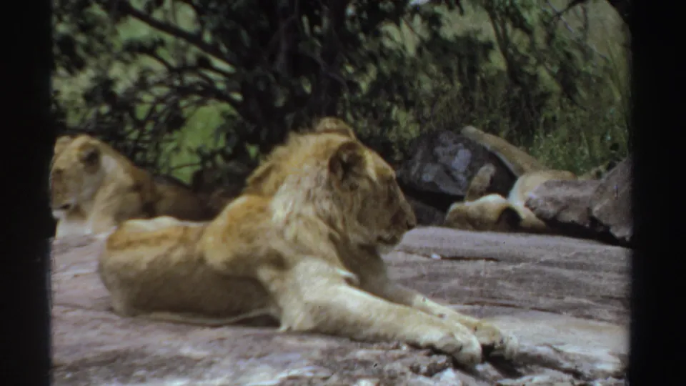 1969 Sudan 8mm frame showing an adult lion resting on a rock while another lion lies partly hidden in the background.
