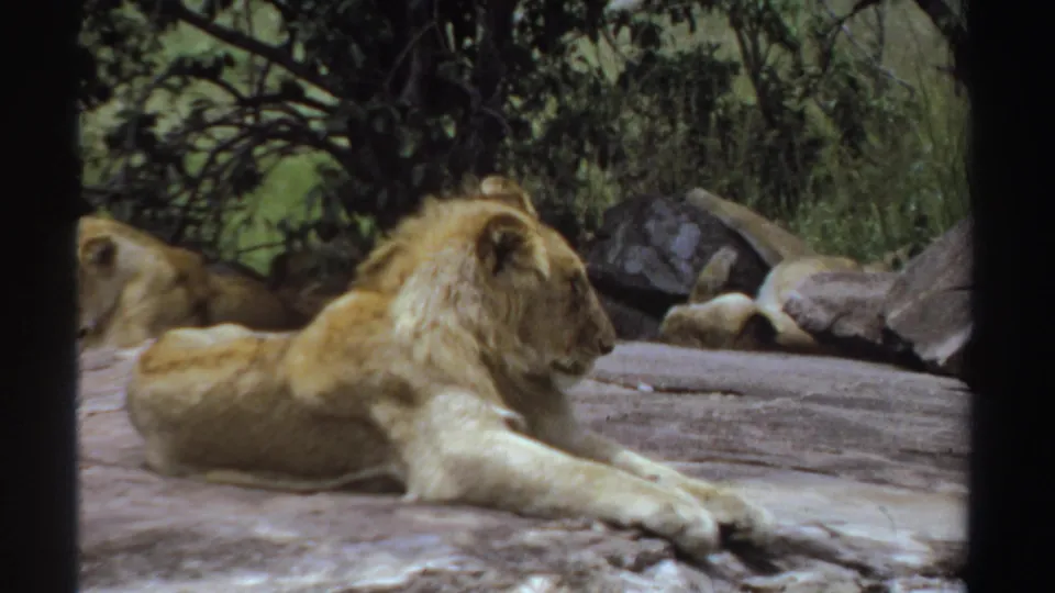 1969 Sudan archival 8mm frame with a reclining lion on a rock, its head turned, and a second lion partly obscured behind.