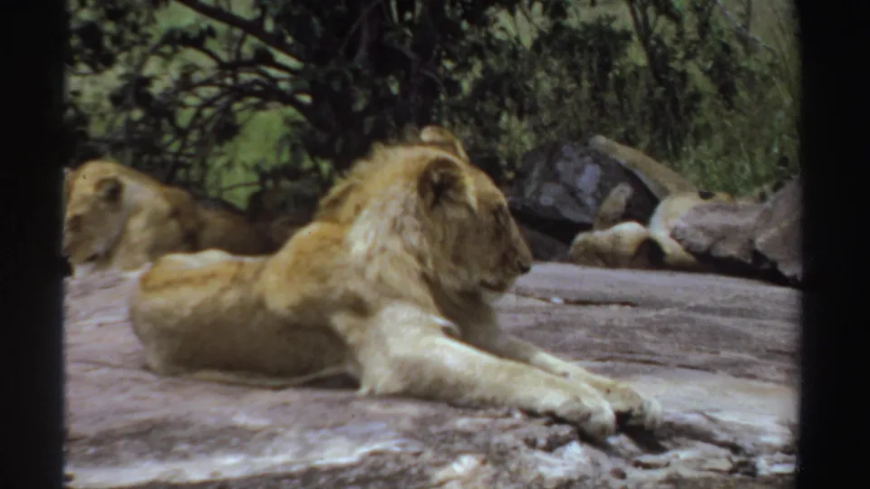1969 Sudan 8mm frame of an adult lion lying calmly on rock, with a partially obscured lion and green foliage behind it.