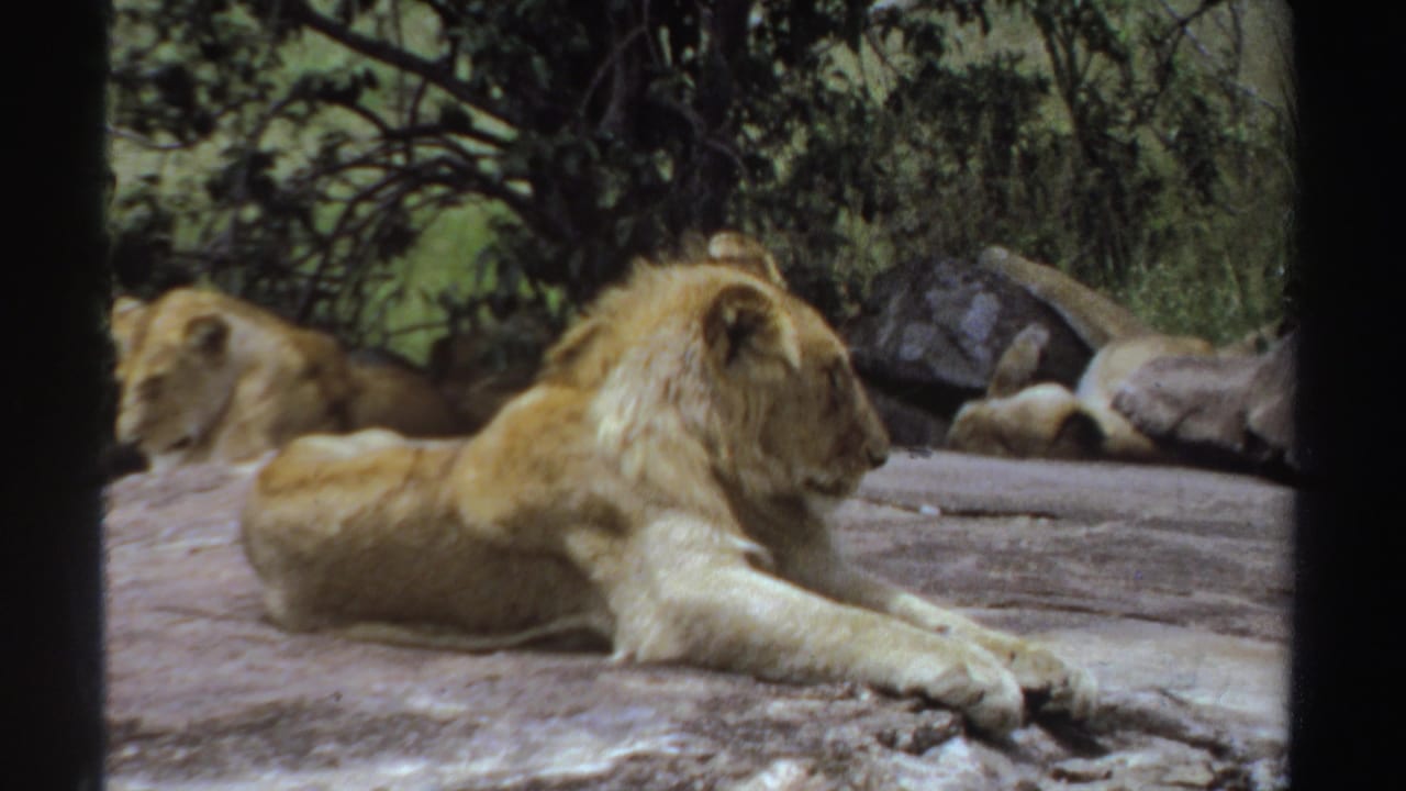 1969 Sudan 8mm frame showing a young lion lying on a broad rock while another lion rests behind trees and foliage.