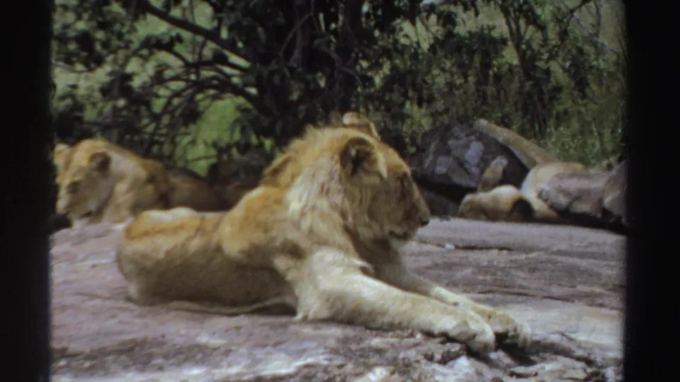1969 Sudan 8mm frame showing a young lion lying on a broad rock while another lion rests behind trees and foliage.