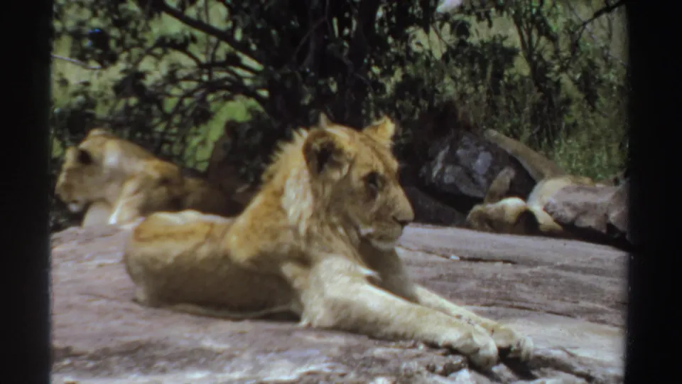 1969 Sudan 8mm frame of a young lion stretched on a flat rock, with another lion reclining in the shaded background.