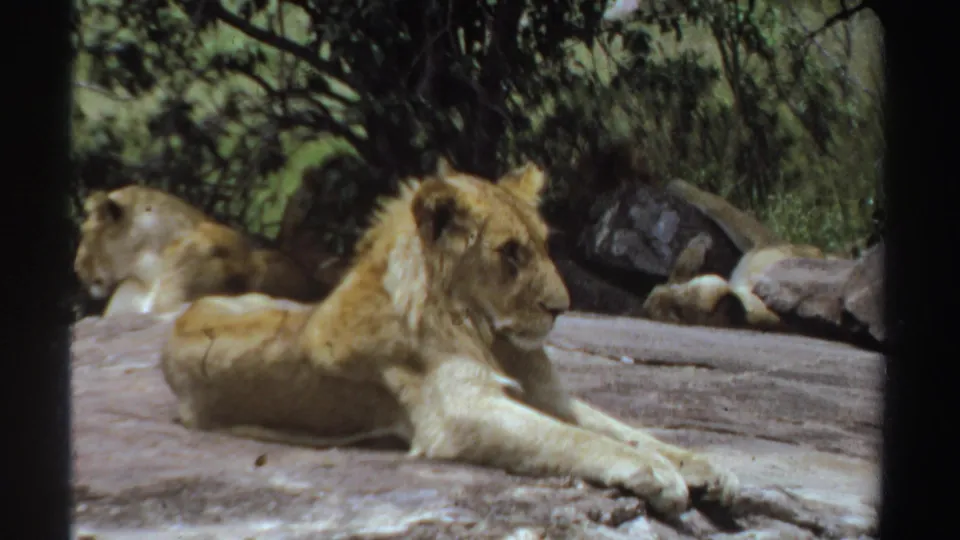 1969 Sudan 8mm frame showing a reclining lion on a large rock surface, backed by branches, foliage and a partly obscured lion.