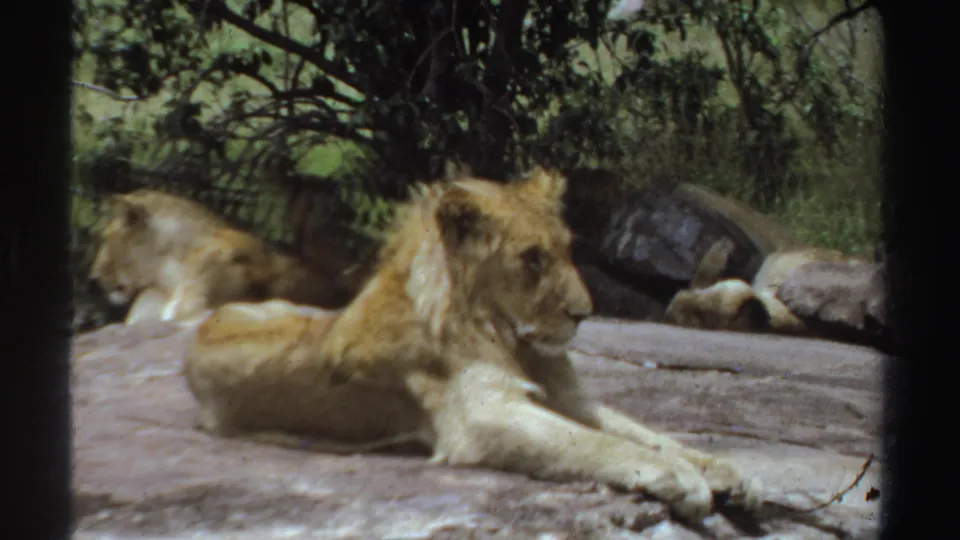 1969 Sudan 8mm frame of a young lion lying on a flat rock with shaded greenery, boulders and another lion behind it.
