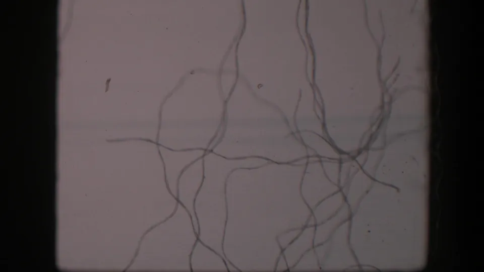 1951 Utah 8mm frame showing dark branch-like strands over a pale textured background with visible film gate edges.