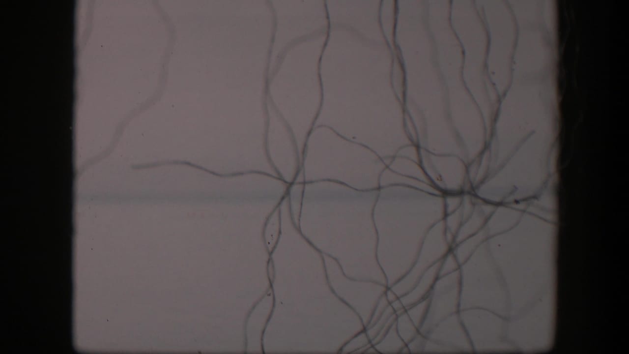 1951 Utah 8mm frame showing tangled vertical strands and a small dark knot over a pale textured background.