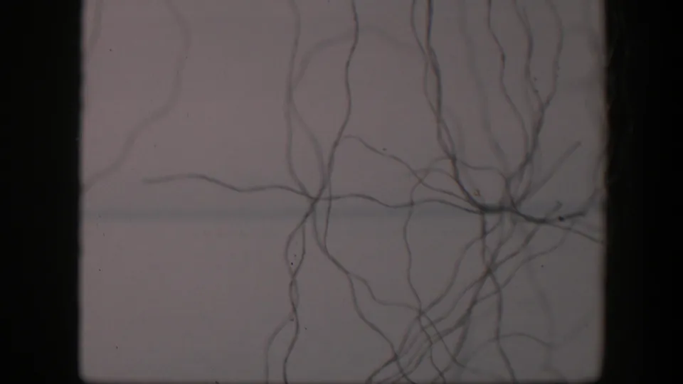 1951 Utah 8mm frame showing tangled vertical strands and a small dark knot over a pale textured background.