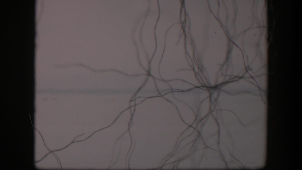 1951 Utah 8mm frame with dark branching strands radiating from the lower right across a pale, grainy background.
