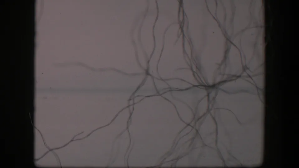 1951 Utah 8mm frame with dark branching strands radiating from the lower right across a pale, grainy background.