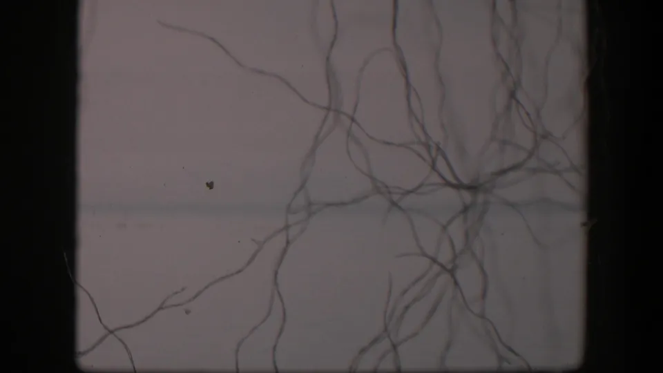 1951 Utah 8mm frame showing thread-like branching material across a pale microscope view with dark vertical borders.