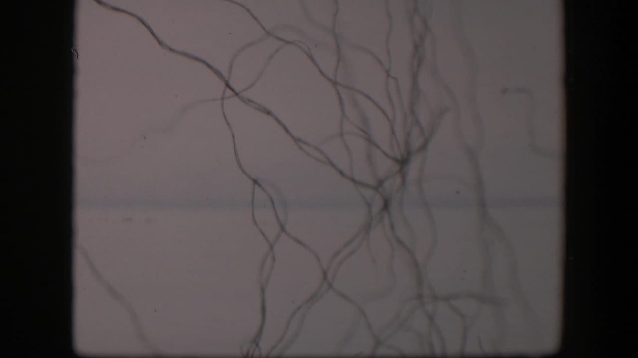 1951 Utah 8mm frame with dendrite-like strands clustered near the top and right side of a pale microscope field.