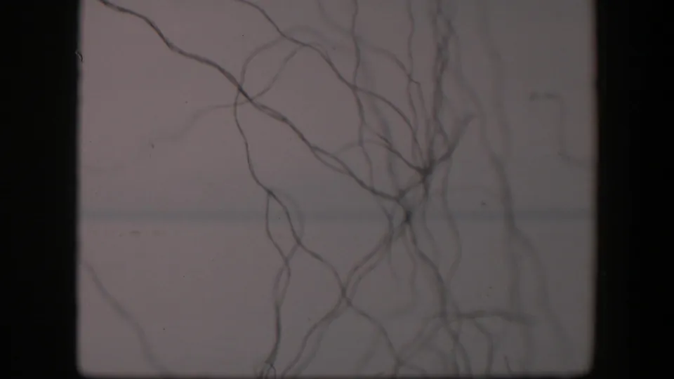 1951 Utah 8mm frame with dendrite-like strands clustered near the top and right side of a pale microscope field.