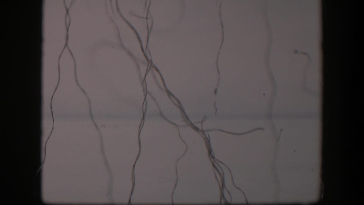 1951 Utah 8mm frame showing long thread-like fibers hanging through a pale microscope field with visible film grain.