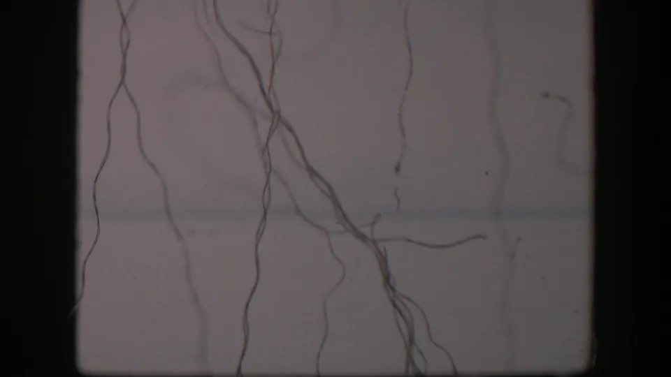 1951 Utah 8mm frame showing long thread-like fibers hanging through a pale microscope field with visible film grain.
