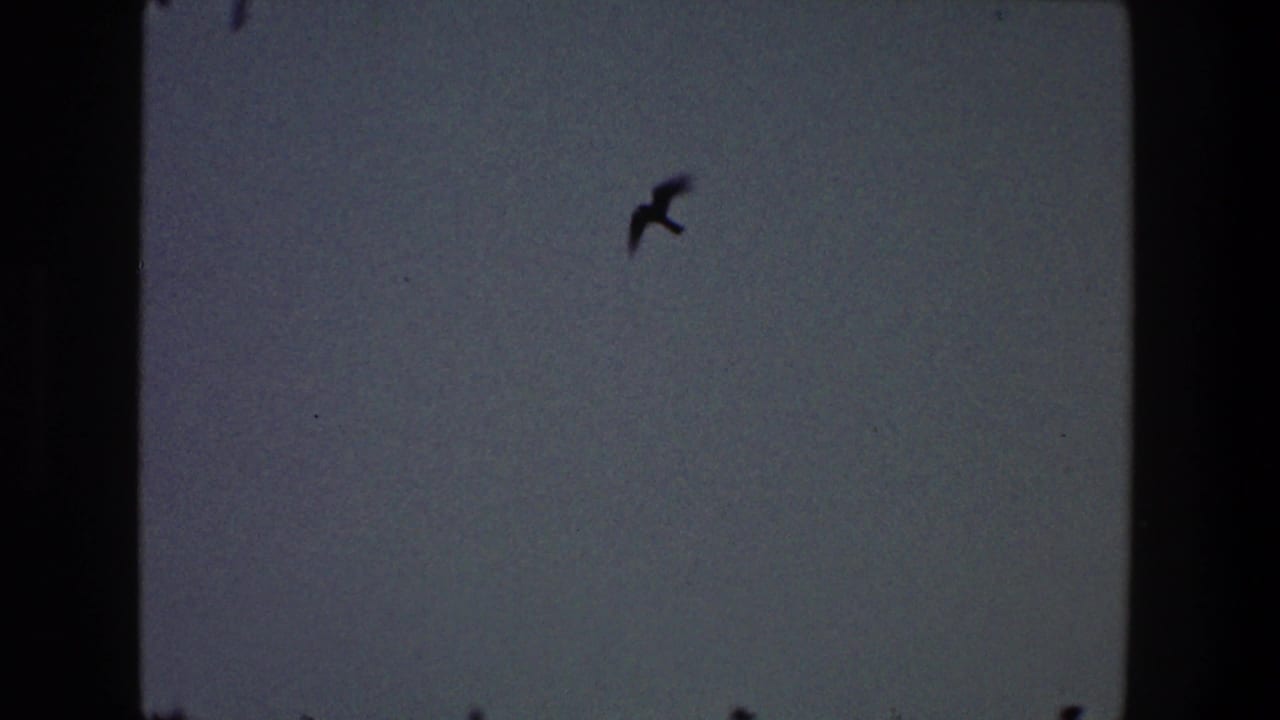 A silhouetted bird crosses the upper right of a dim sky.