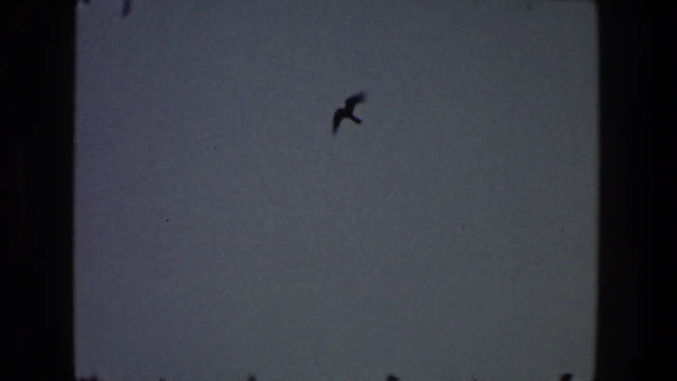 1968 Toledo footage frame with a dark bird silhouette against a muted gray dusk sky and visible 8mm gate edges.