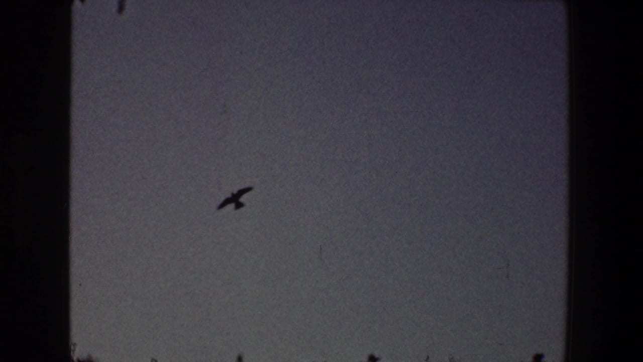 Bird silhouette flying through open sky with film borders visible.