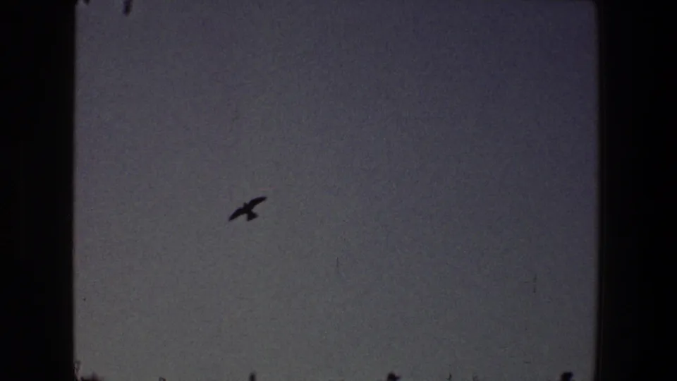 1968 Toledo 8mm frame with a dark bird silhouette crossing a muted, open sky.