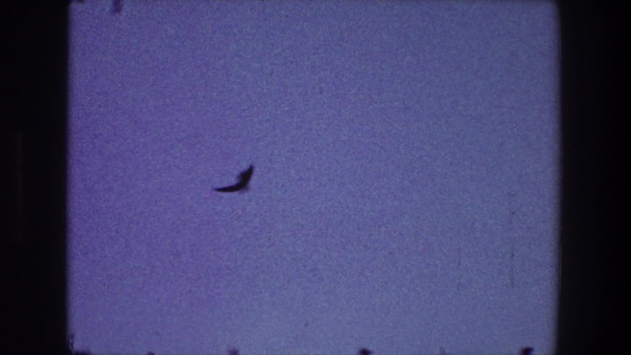 Small dark bird silhouette against a grainy purple-blue sky.