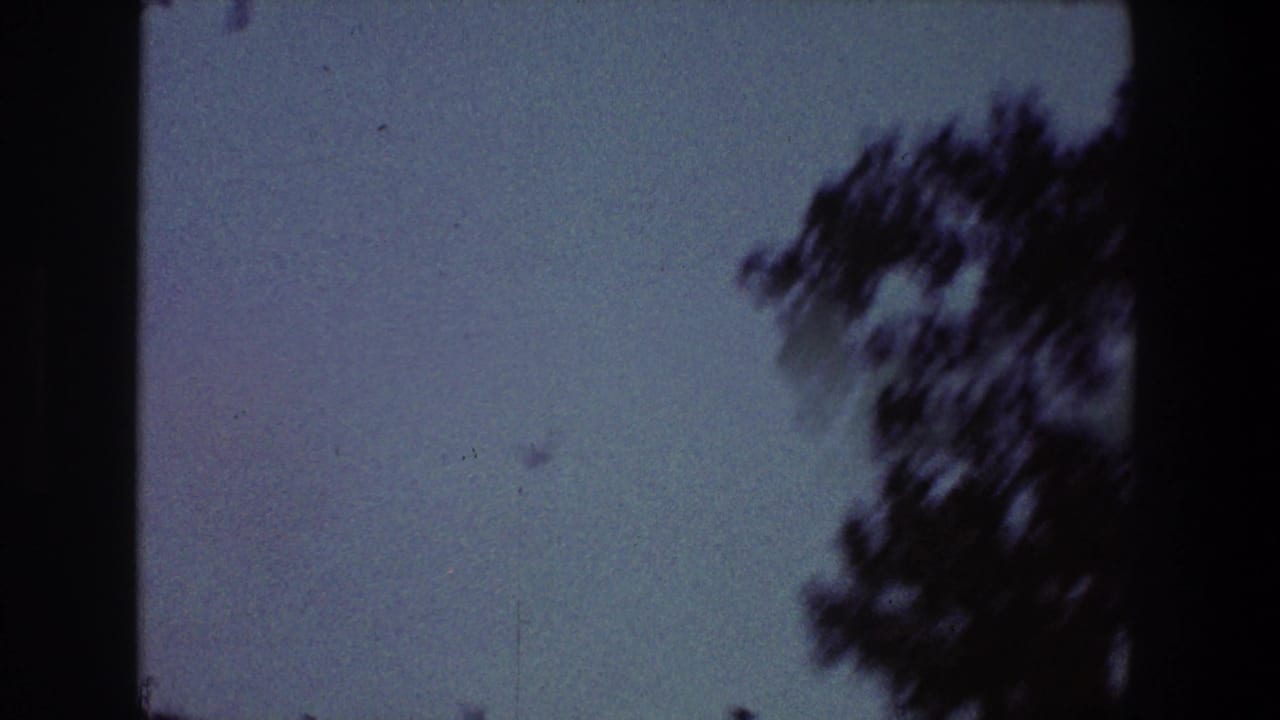Open grainy sky with dark tree branches along the upper right edge.