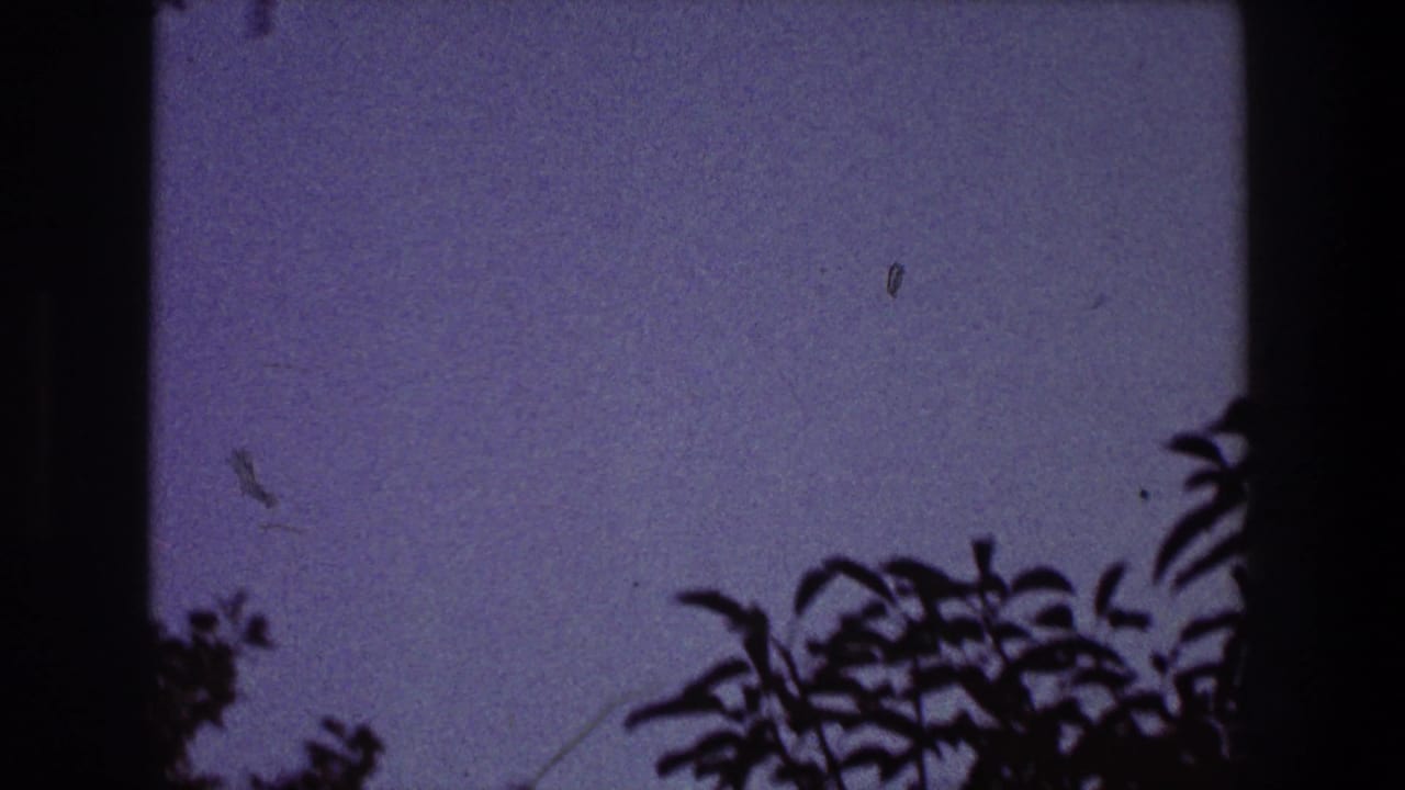 1968 Toledo home-movie frame showing blue-purple sky, silhouetted tree branches, and small birds in flight.
