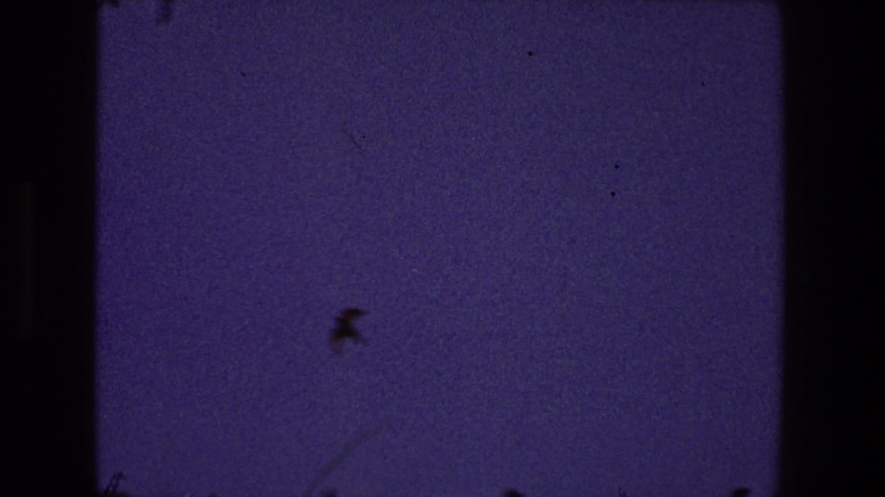 Small dark bird silhouette against a purple-blue sky with film dust and gate edges.