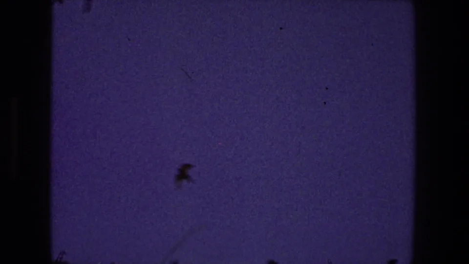 A small bird silhouette crosses a blue-purple sky in 1968 Toledo 8mm home-movie footage, with dust and film grain visible.