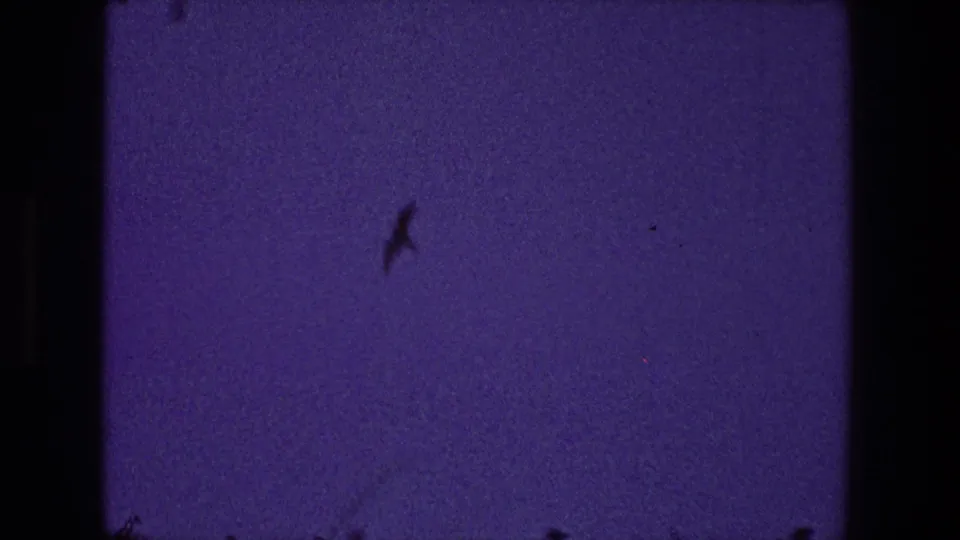 A bird silhouette is visible against the purple-blue sky in 1968 Toledo 8mm home-movie footage, with dust and color shift present.